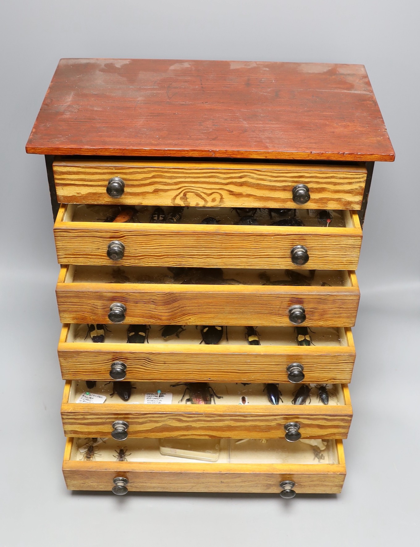 Entomology and Herpetology - a collection of beetle, insect, amphibian, reptile and skeleton specimens, the majority 1990s or later, in a pitch pine chest of six drawers